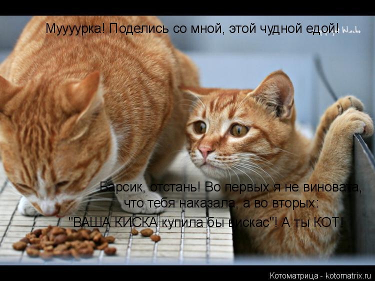 Котоматрица: Муууурка! Поделись со мной, этой чудной едой!  Барсик, отстань! Во первых я не виновата,  что тебя наказала, а во вторых: "ВАША КИСКА купила бы в