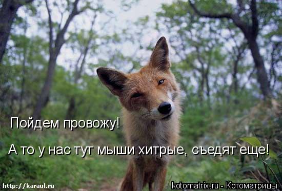 Пойдем провожу! А то у нас тут мыши хитрые, съедят еще!... Котоматрица: Пойдем провожу! А то у нас тут мыши хитрые, съедят еще!