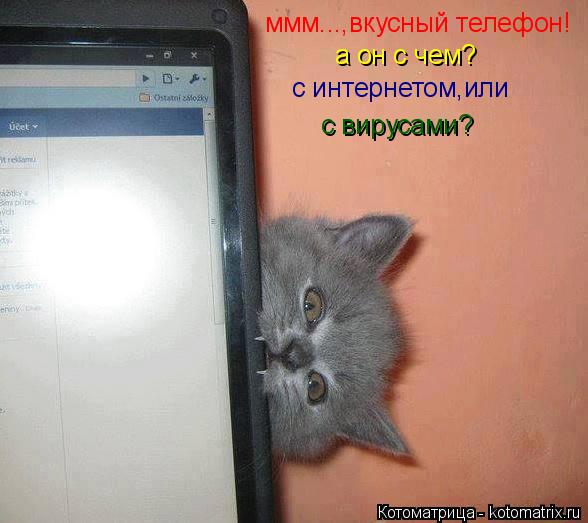 ммм...,вкусный телефон! а он с чем? с интернетом,или с вирусами?... Котоматрица: ммм...,вкусный телефон! а он с чем? с интернетом,или с вирусами?