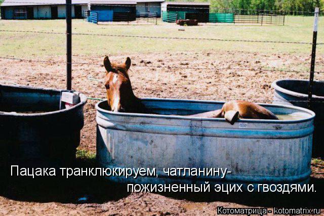 Пацака транклюкируем, чатланину- пожизненный эцих с гвоздями.... Котоматрица: Пацака транклюкируем, чатланину- пожизненный эцих с гвоздями.