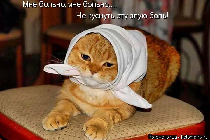 Мне больно,мне больно.... Не куснуть эту злую боль!... Котоматрица: Мне больно,мне больно.... Не куснуть эту злую боль!