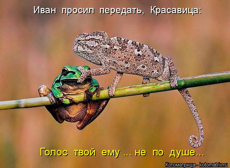 Иван просил передать, Красавица: Голос твой ему ... не по душе...... Котоматрица: Иван просил передать, Красавица: Голос твой ему ... не по душе...