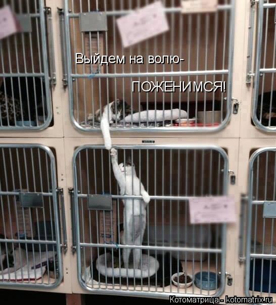 Выйдем на волю- ПОЖЕНИМСЯ!... Котоматрица: Выйдем на волю- ПОЖЕНИМСЯ!