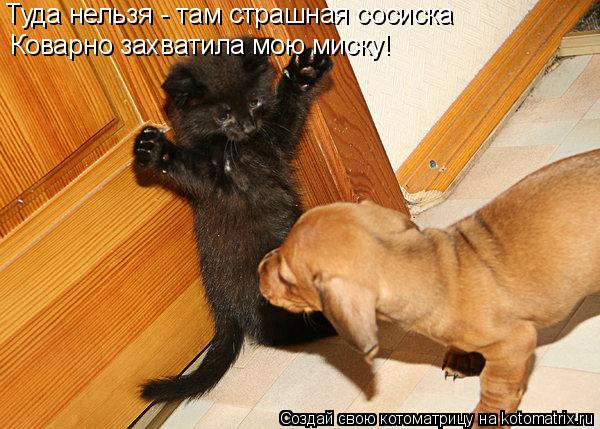 Туда нельзя - там страшная сосиска Коварно захватила мою миску!... Котоматрица: Туда нельзя - там страшная сосиска Коварно захватила мою миску!