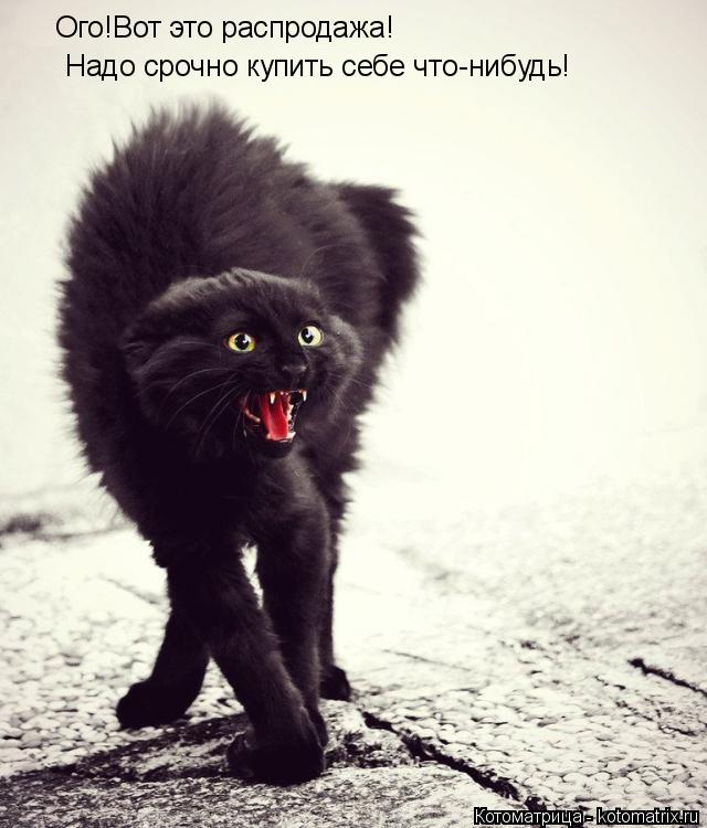 Ого!Вот это распродажа! Надо срочно купить себе что-нибудь!... Котоматрица: Ого!Вот это распродажа! Надо срочно купить себе что-нибудь!