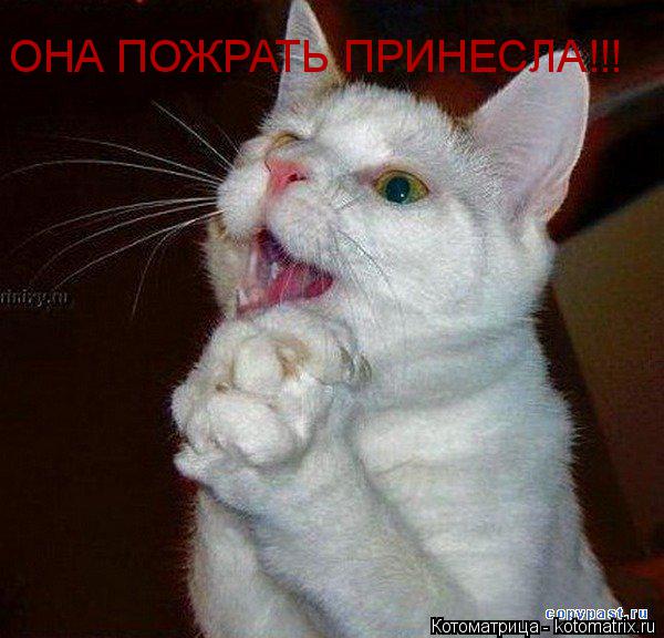 Котоматрица: ОНА ПОЖРАТЬ ПРИНЕСЛА!!!
