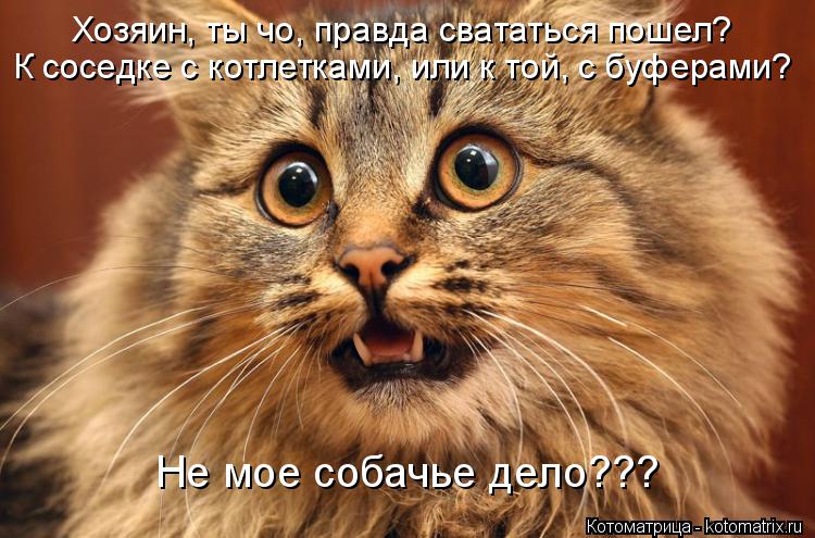 Котоматрица: Хозяин, ты чо, правда свататься пошел? К соседке с котлетками, или к той, с буферами? Не мое собачье дело???
