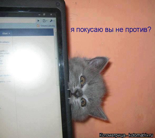 Котоматрица: я покусаю вы не против?