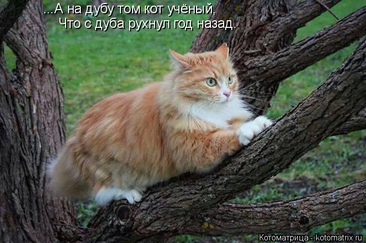 Котоматрица: ...А на дубу том кот учёный, Что с дуба рухнул год назад.
