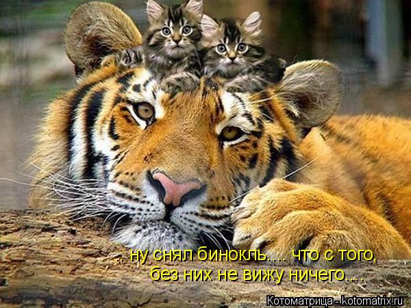 .. ну снял бинокль.... что с того, без них не вижу ничего....... Котоматрица: .. ну снял бинокль.... что с того, без них не вижу ничего....