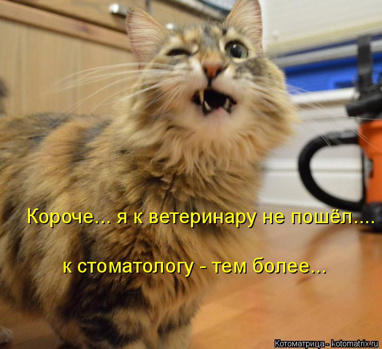 Котоматрица: Короче... я к ветеринару не пошёл.... к стоматологу - тем более...