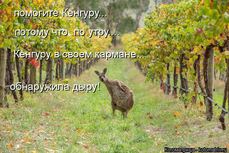 помогите Кенгуру... потому что по утру.... Кенгуру в своем кармане... обнаружила дыру!... Котоматрица: помогите Кенгуру... потому что по утру.... Кенгуру в своем кармане... обнаружила дыру!