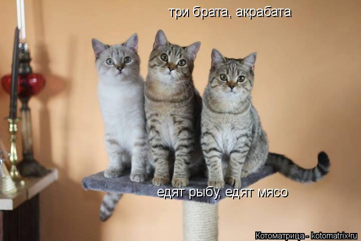 три брата, акрабата едят рыбу, едят мясо... Котоматрица: три брата, акрабата едят рыбу, едят мясо