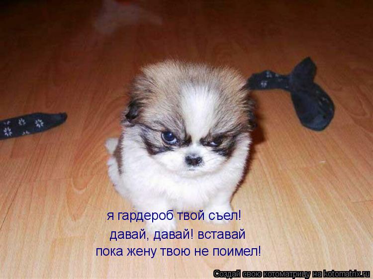 Котоматрица: пока жену твою не поимел! давай, давай! вставай я гардероб твой съел!
