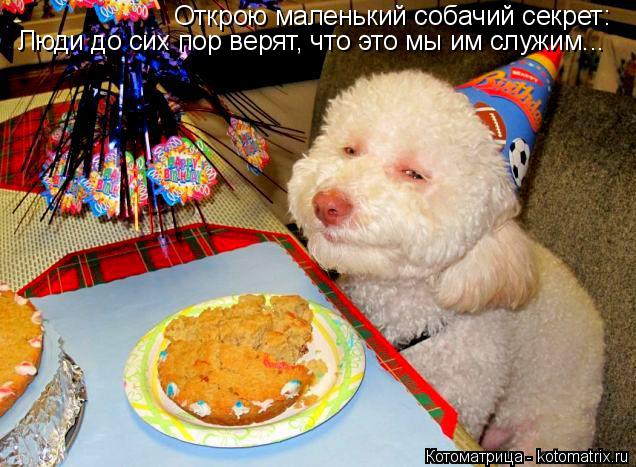 Котоматрица: Открою маленький собачий секрет: Люди до сих пор верят, что это мы им служим...