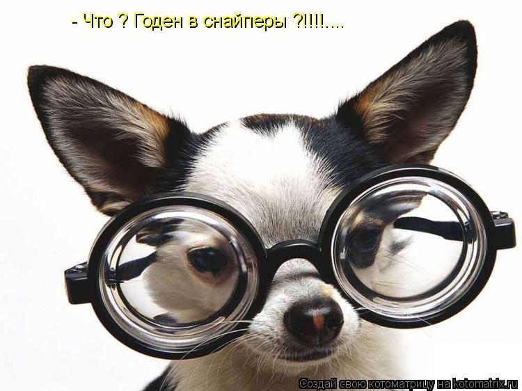 - Что ? Годен в снайперы ?!!!!....... Котоматрица: - Что ? Годен в снайперы ?!!!!....