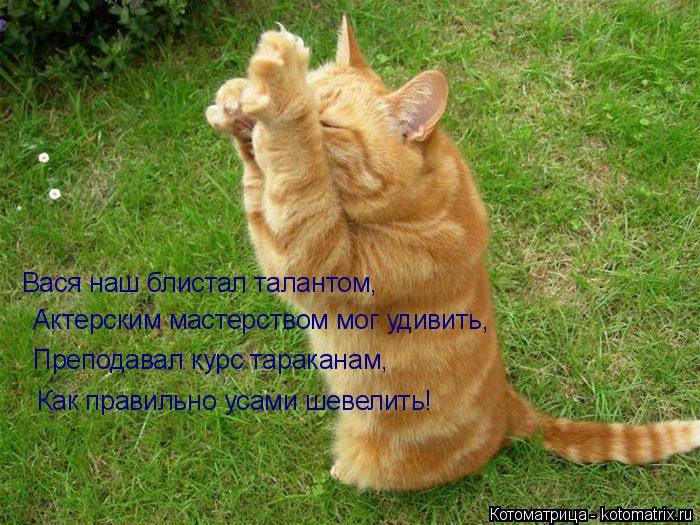 Вася наш блистал талантом, Актерским мастерством мог удивить, Преподавал курс тараканам, Как правильн... Котоматрица: Вася наш блистал талантом, Актерским мастерством мог удивить, Преподавал курс тараканам, Как правильно усами шевелить!