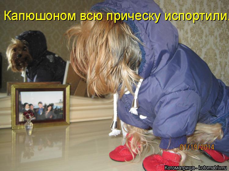 Котоматрица: Капюшоном всю прическу испортили.