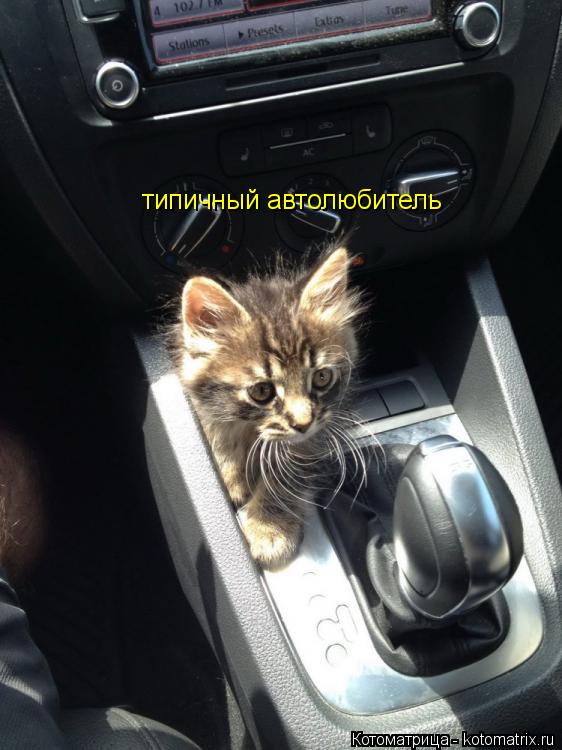 типичный автолюбитель... Котоматрица: типичный автолюбитель
