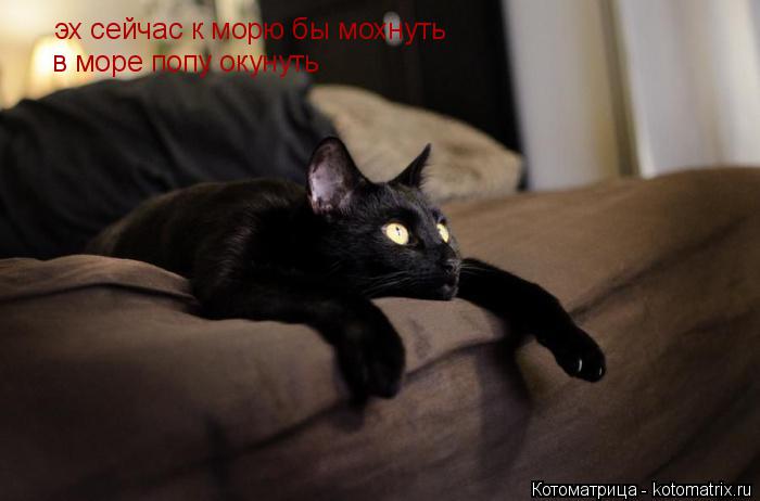 Котоматрица: эх сейчас к морю бы мохнуть в море попу окунуть