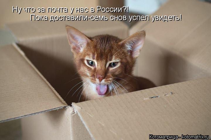 Ну что за почта у нас в России?! Пока доставили-семь снов успел увидеть!... Котоматрица: Ну что за почта у нас в России?! Пока доставили-семь снов успел увидеть!