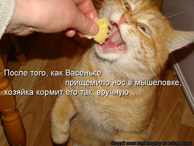 Котоматрица: После того, как Васеньке  прищемило нос в мышеловке,  хозяйка кормит его так, вручную ...