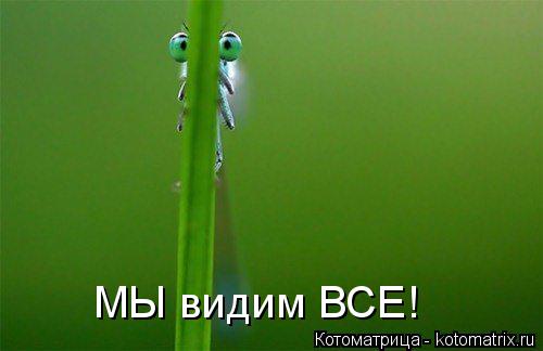 Котоматрица: МЫ видим ВСЕ!