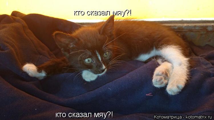 кто сказал мяу?! кто сказал мяу?!... Котоматрица: кто сказал мяу?! кто сказал мяу?!