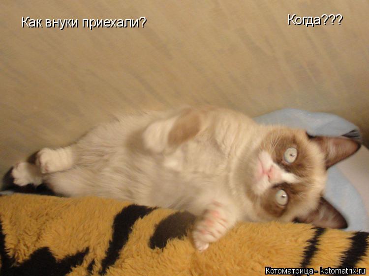Как внуки приехали? Когда???... Котоматрица: Как внуки приехали? Когда???