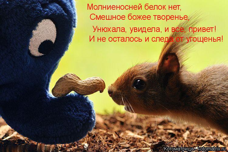 Молниеносней белок нет, Смешное божее творенье, Унюхала, увидела, и все, привет! И не осталось и след... Котоматрица: Молниеносней белок нет, Смешное божее творенье, Унюхала, увидела, и все, привет! И не осталось и следа от угощенья!