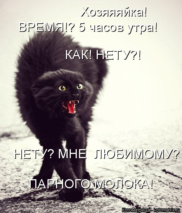 Котоматрица: Хозяяяйка! ВРЕМЯ!? 5 часов утра! КАК! НЕТУ?! НЕТУ? МНЕ  ЛЮБИМОМУ?  ПАРНОГО МОЛОКА!