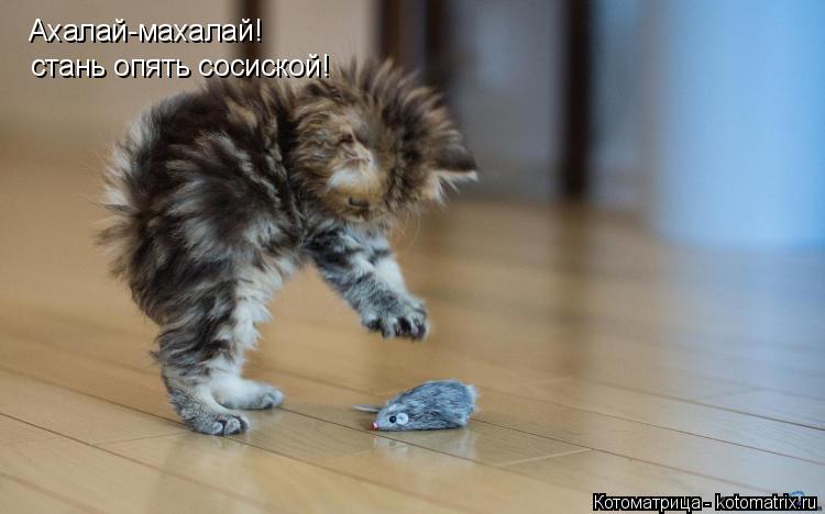 Ахалай-махалай! стань опять сосиской!... Котоматрица: Ахалай-махалай! стань опять сосиской!