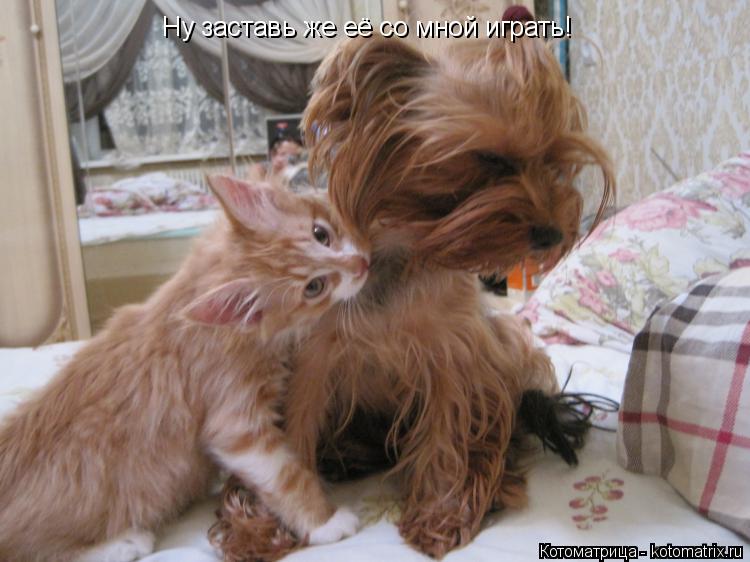Котоматрица: Ну заставь же её со мной играть!
