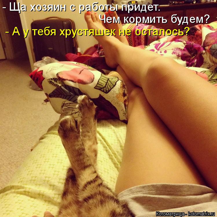 Котоматрица: - Ща хозяин с работы придет. Чем кормить будем? - А у тебя хрустяшек не осталось?
