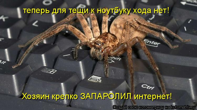 Котоматрица: теперь для тещи к ноутбуку хода нет! Хозяин крепко ЗАПАРОЛИЛ интернет!