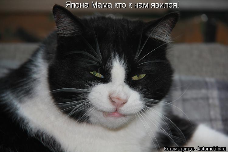 Япона Мама,кто к нам явился!... Котоматрица: Япона Мама,кто к нам явился!