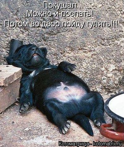 Котоматрица: Покушал... Можно и поспать! Потом во двор пойду гулять!!!