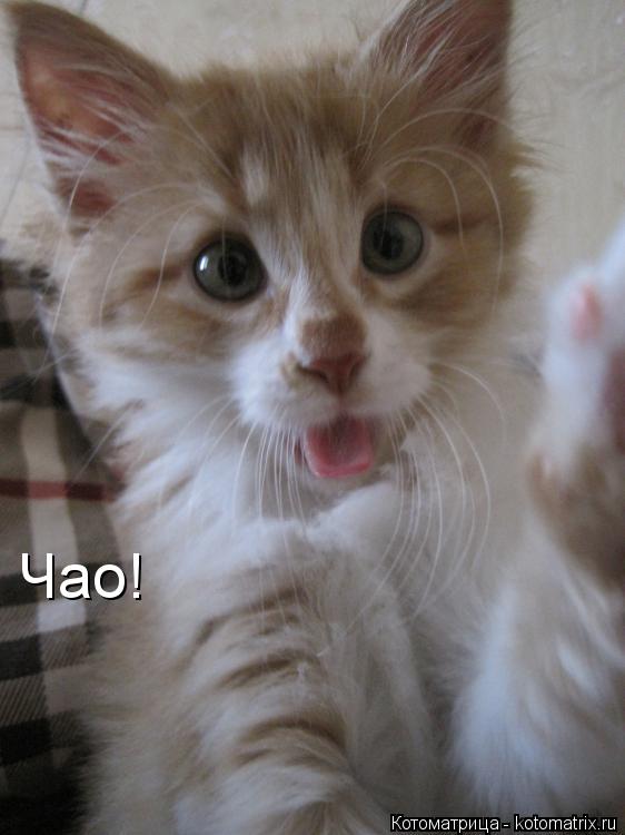 Котоматрица: Чао!