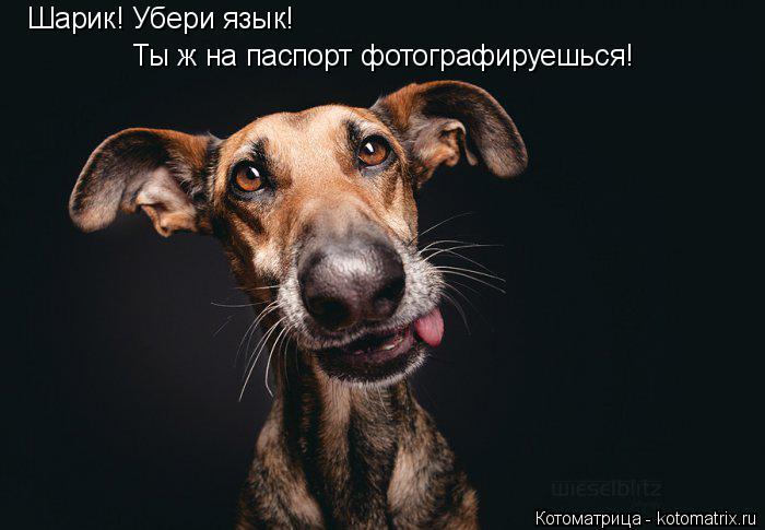 Шарик! Убери язык! Ты ж на паспорт фотографируешься!... Котоматрица: Шарик! Убери язык! Ты ж на паспорт фотографируешься!