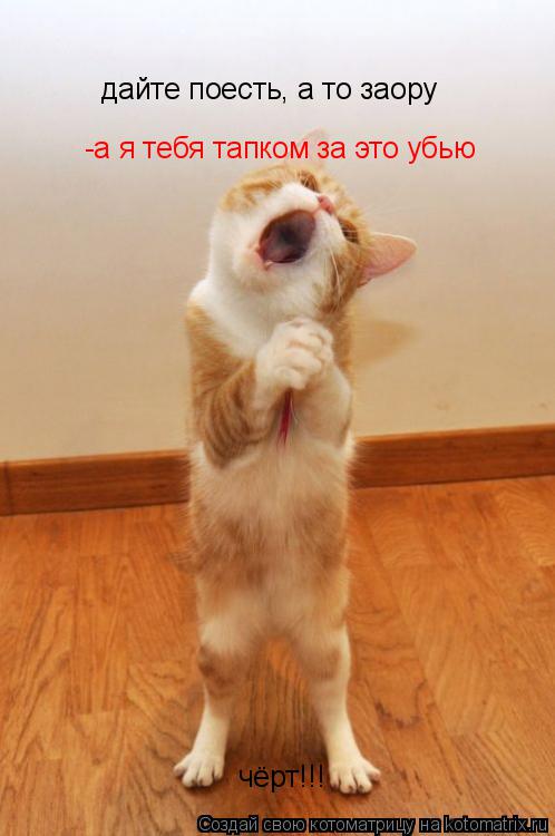 Котоматрица: дайте поесть, а то заору -а я тебя тапком за это убью чёрт!!!