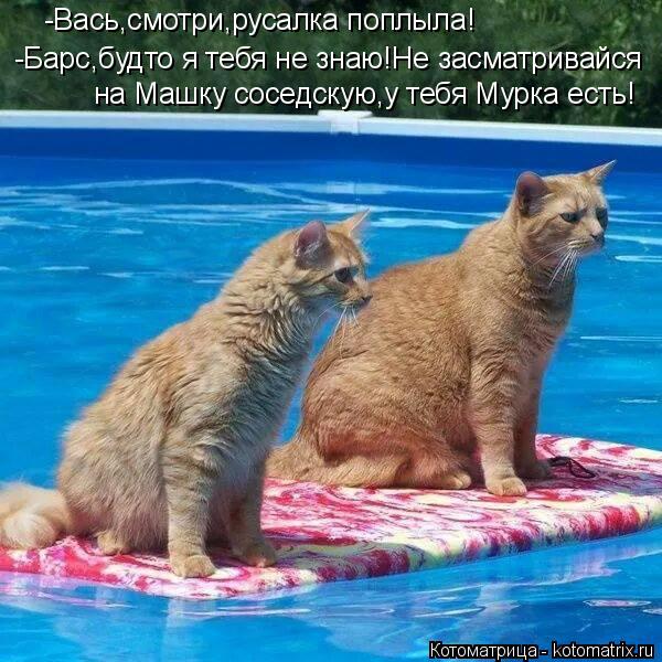-Барс,будто я тебя не знаю!Не засматривайся на Машку соседскую,у тебя Мурка есть! -Вась,смотри,русал... Котоматрица: -Барс,будто я тебя не знаю!Не засматривайся на Машку соседскую,у тебя Мурка есть! -Вась,смотри,русалка поплыла!