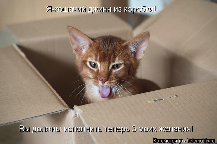 Котоматрица: Я-кошачий джинн из коробки! Вы должны исполнить теперь 3 моих желания!