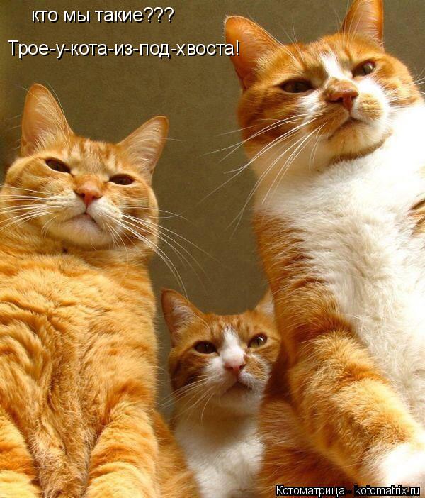 Котоматрица: кто мы такие??? Трое-у-кота-из-под-хвоста!