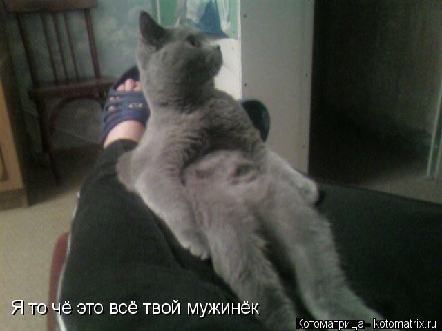 Котоматрица: Я то чё это всё твой мужинёк