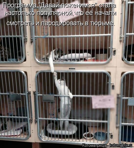 Программа "Давай поженимся" стала настолько популярной,что её начали смотреть и пародировать в тюрь... Котоматрица: Программа "Давай поженимся" стала настолько популярной,что её начали смотреть и пародировать в тюрьме.