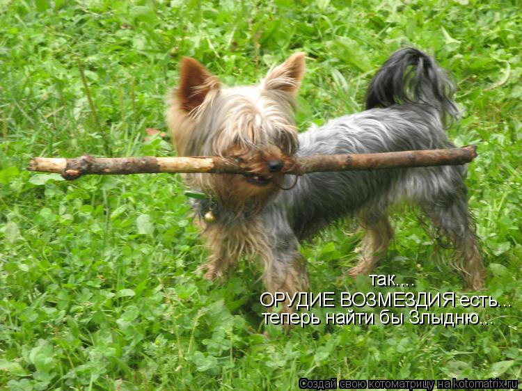 так.... ОРУДИЕ ВОЗМЕЗДИЯ есть... теперь найти бы Злыдню...... Котоматрица: так.... ОРУДИЕ ВОЗМЕЗДИЯ есть... теперь найти бы Злыдню...