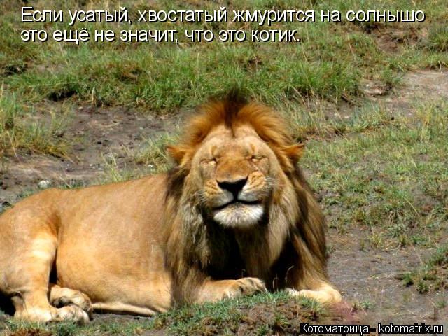 Если усатый, хвостатый жмурится на солнышо это ещё не значит, что это котик.... Котоматрица: Если усатый, хвостатый жмурится на солнышо это ещё не значит, что это котик.