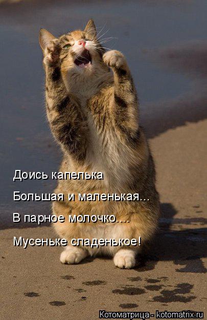 Доись капелька Большая и маленькая... В парное молочко.... Мусеньке сладенькое!... Котоматрица: Доись капелька Большая и маленькая... В парное молочко.... Мусеньке сладенькое!