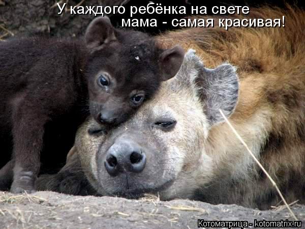 У каждого ребёнка на свете мама - самая красивая!... Котоматрица: У каждого ребёнка на свете мама - самая красивая!