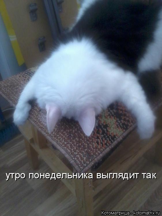 утро понедельника выглядит так... Котоматрица: утро понедельника выглядит так